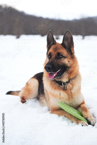 Walk and relax with dog in fresh air in winter park. German shepherd of black and red color lies in snow and smiles  and next to it is green frisbee plate.