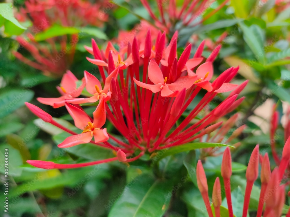 bunch of beautiful red flower