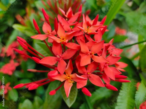 bunch of beautiful red flower