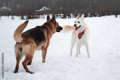 Active walk with two dogs in snow. Black and tan German Shepherd and white half breed shepherd stand in nature in snowy forest and sniff each other before starting to play and run.
