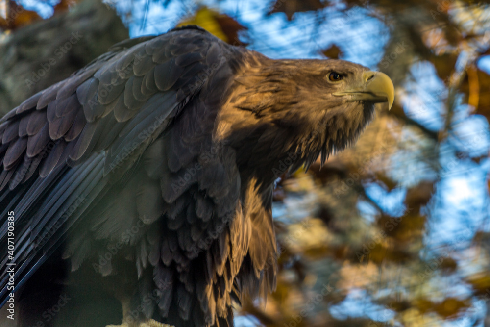 Fototapeta premium Adler