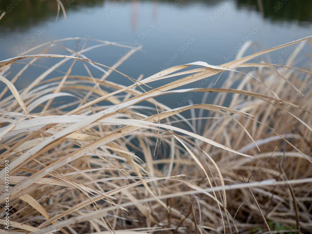 Fototapeta premium 池のほとりの枯れ草