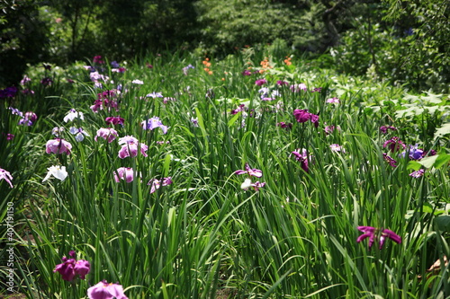 紫陽花の季節、鎌倉 6月の東慶寺 北鎌倉にある東慶寺は臨済宗の寺院で女人救済の寺として有名。谷戸と呼ばれる鎌倉独特の地形に造られた境内には、四季折々の花が咲き美しい