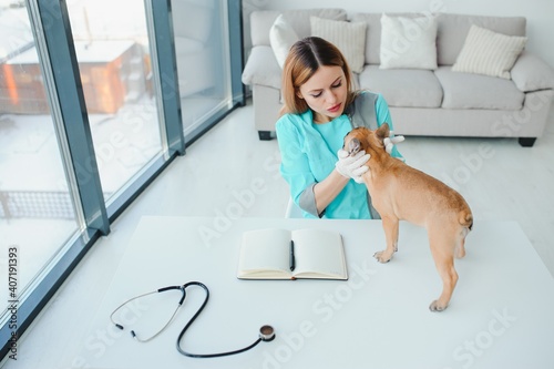 cheerful young veterinary taking care and examining a beautiful pet dog french bulldog photo