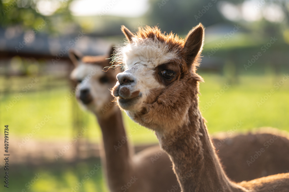 Obraz premium Alpaca portrait on green natural background