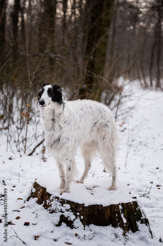 Russian wolfhound dog - borzoi in winter snow forest Russian wolfhound dog - borzoi in winter snow forest