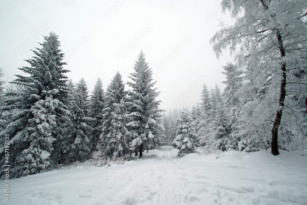 Winter forest in the snow near Gaiki peak, Little Beskids, Poland