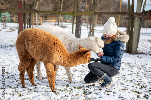 Woman feeding alpacas in winter snow