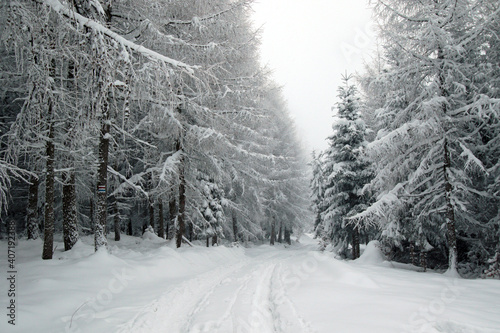 Fototapeta Naklejka Na Ścianę i Meble -  Winter forest in the snow near Gaiki peak, Little Beskids, Poland