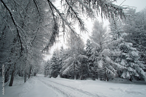 Fototapeta Naklejka Na Ścianę i Meble -  Winter forest in the snow near Gaiki peak, Little Beskids, Poland