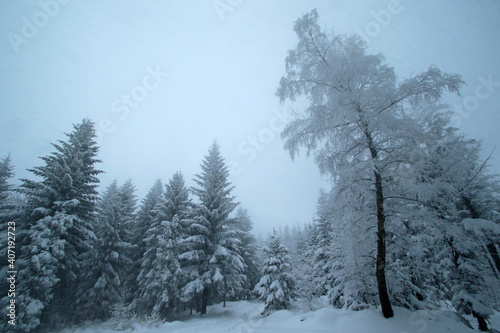 Fototapeta Naklejka Na Ścianę i Meble -  Winter forest in the snow near Gaiki peak, Little Beskids, Poland
