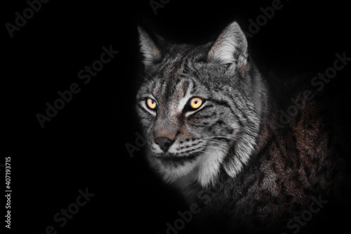 dangerous look of the lynx's glowing eyes in the night,