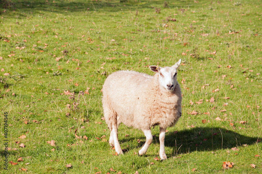 Obraz premium Sheep in a meadow