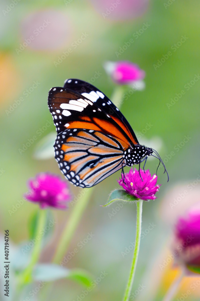 Orange Tiger Butterfly or Danaus genutia on pink globe amaranth flower with blurred green background Orange Tiger Butterfly or Danaus genutia on pink globe amaranth flower with blurred green background