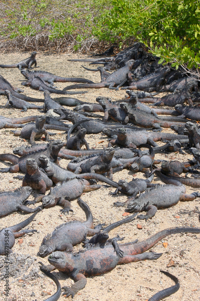 Meerechsen auf Galápagos Meerechsen auf Galápagos