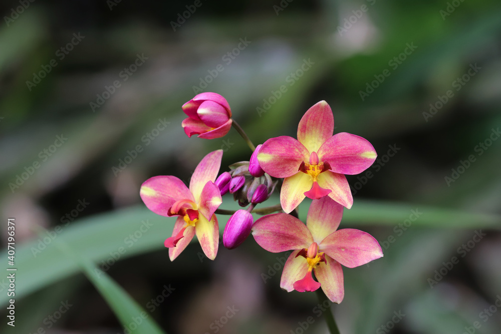 pink orchid flowers pink orchid flowers
