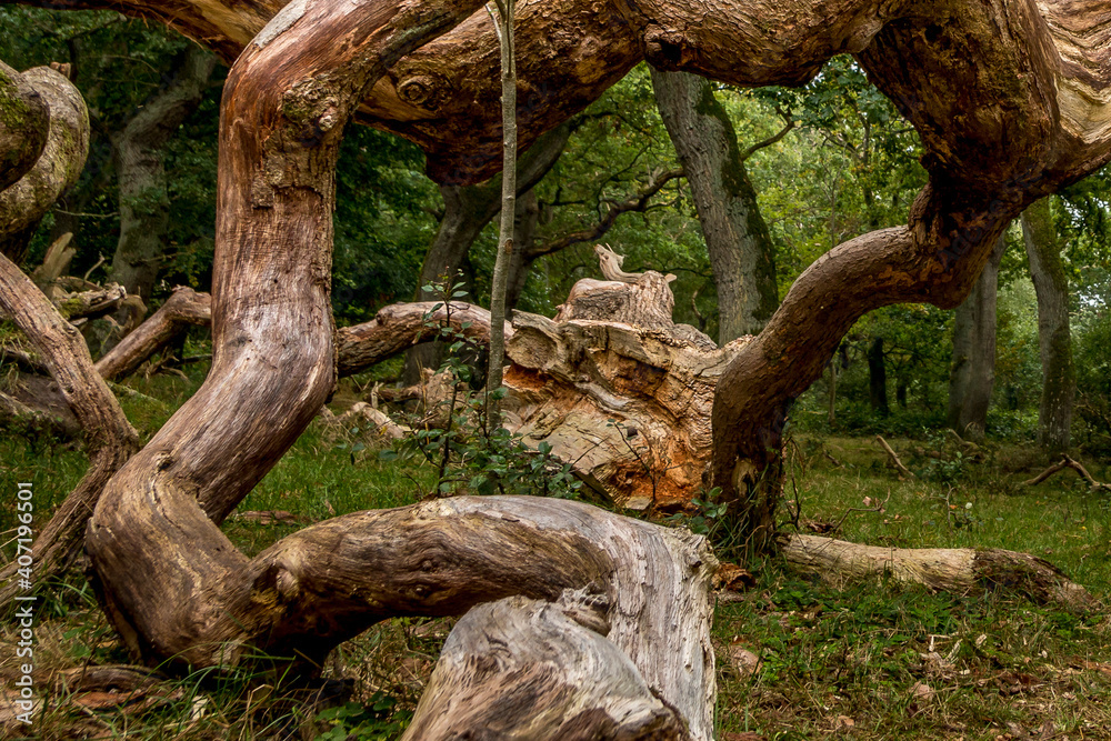 Oak trees that look like something from a fairy tale, twisted oa Oak trees that look like something from a fairy tale, twisted oa