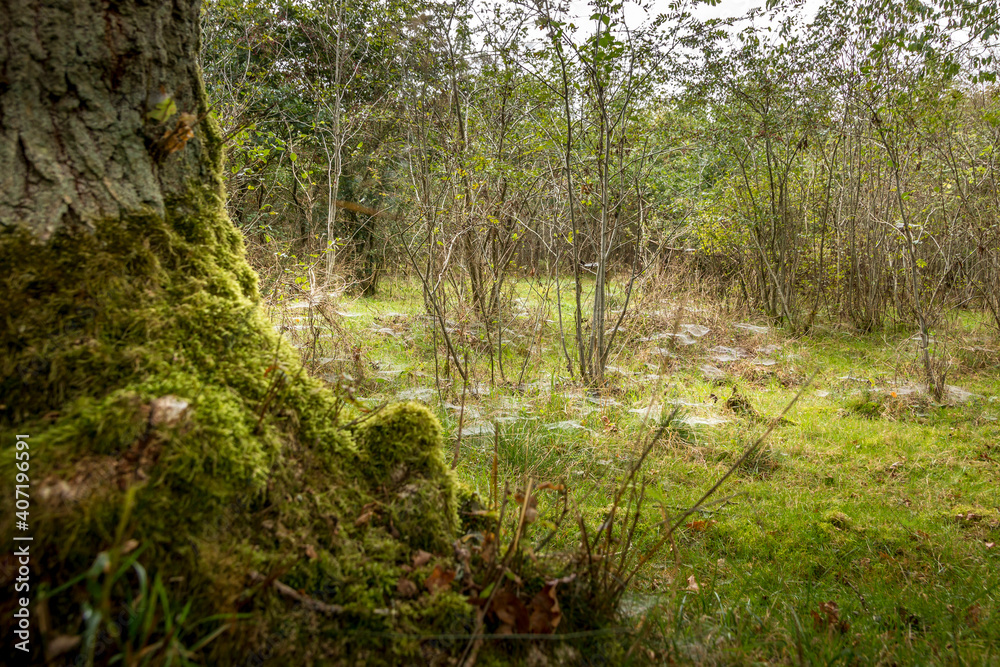 Cobwebs at the bottom of the forest, small tufts of cobwebs made of spiders during the night and with dew in. Cobwebs at the bottom of the forest, small tufts of cobwebs made of spiders during the night and with dew in.