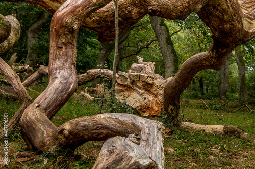Oak trees that look like something from a fairy tale, twisted oa