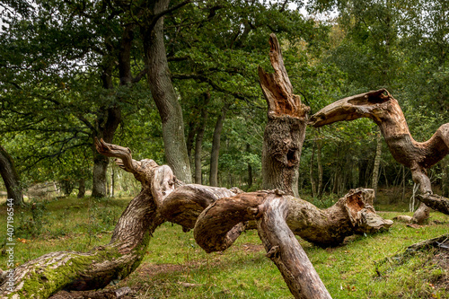 Oak trees that look like something from a fairy tale, twisted oak trunks with a nice green background, sun touches in several places in the picture, Mystery and exciting atmosphere