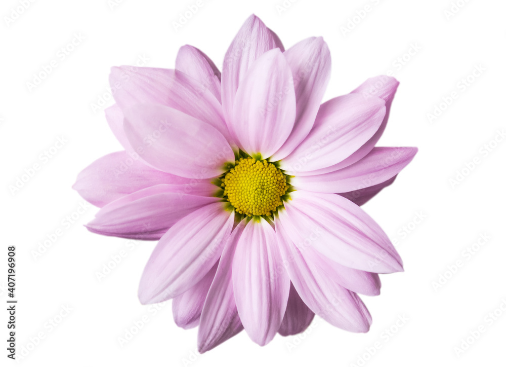 lilac chrysanthemum flower close-up on white background