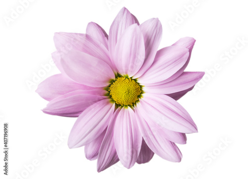 lilac chrysanthemum flower close-up on white background