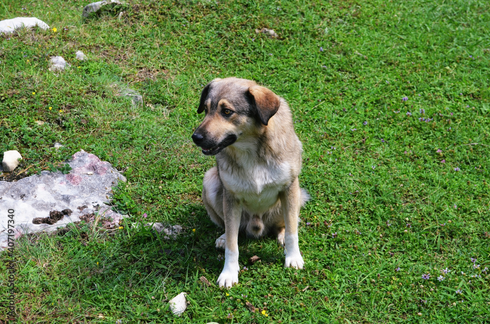 homeless dog sitting on green grass on a sunny day homeless dog sitting on green grass on a sunny day
