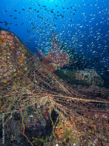 Fototapeta Naklejka Na Ścianę i Meble -  Ghost net in a coral reef (Mergui archipelago, Myanmar)