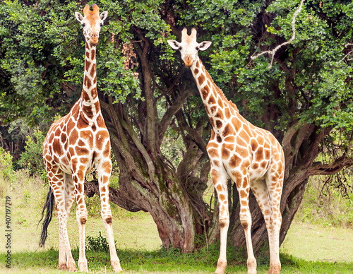 Giraffes inKenya