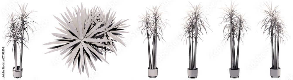Obraz premium Set or collection of beautiful drawings of interior plants isolated on white background. Concept or conceptual 3d illustration for nature and ecology, beauty and gardening