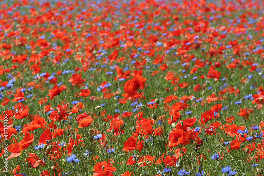 field of red poppies and blue cornflowers. summertime