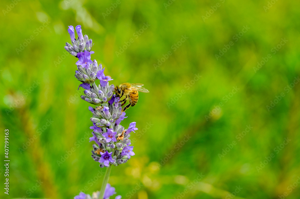 Honey bee pollinates lavender flowers, Close-up macro with selective focus with blurred background Honey bee pollinates lavender flowers, Close-up macro with selective focus with blurred background