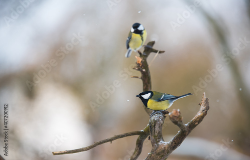 Beauty songbirds ressting on a banch photo