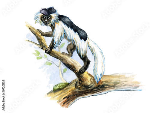 monkey colobus on a tree photo