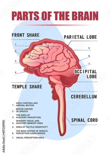 parts of the brain educational scheme