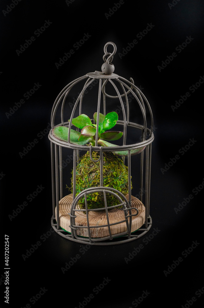 Kokedama of a succulent plant called crassula ovata or Jade plant in a bird cage.  Home decoration. Selective focus.