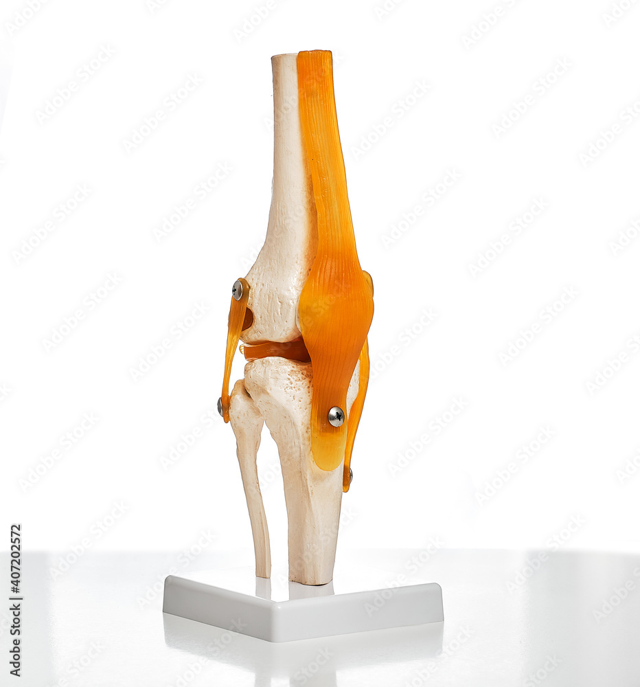 Visual anatomical model of the human knee-joint shows a structure of the knee, patella, and leg tendon. Close-up, on a white background