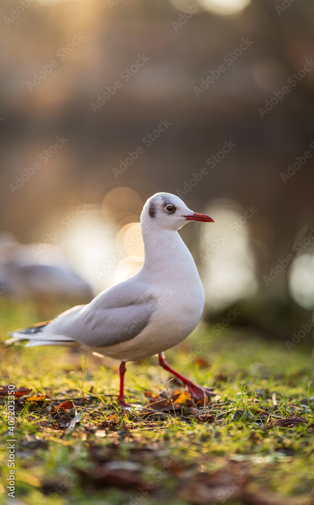 Black headed gull standing on grass with blurred background. Black headed gull standing on grass with blurred background.