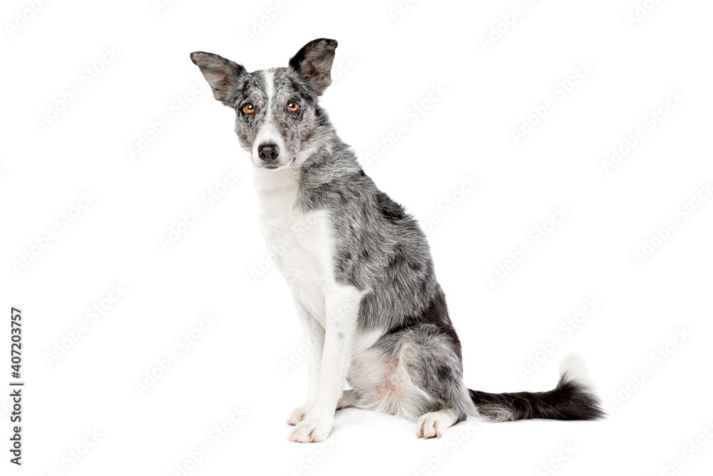 blue merle border collie dog