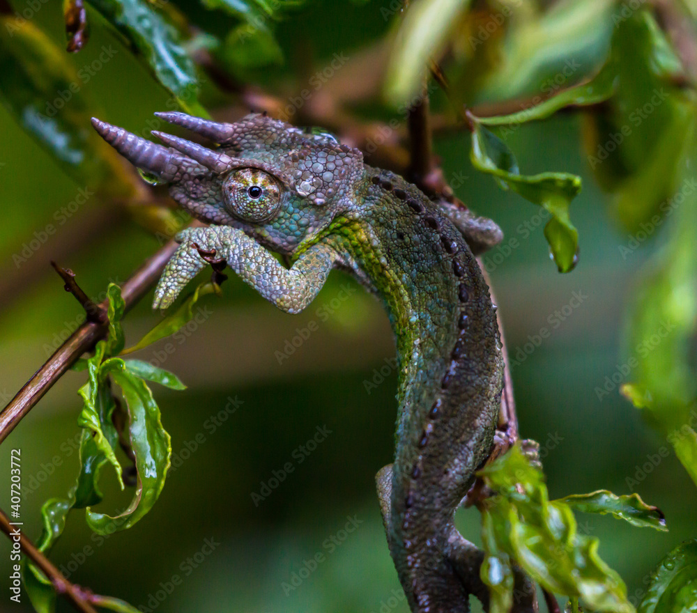 Obraz premium close up of young jackson chamaleon (trioceros jacksonii) in its natural habitat in urban nairobi