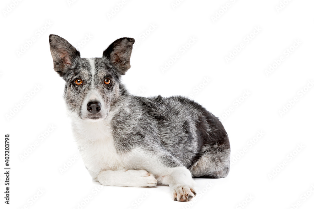 Obraz premium blue merle border collie dog