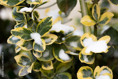 close up of a bush with snow, green and yellow leafs