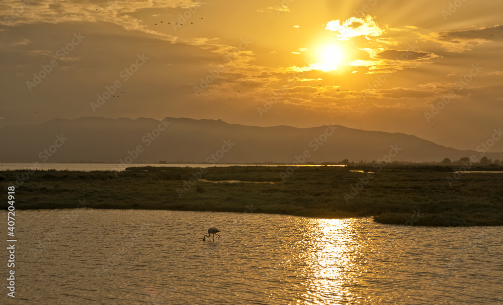 A bird in front of the rising sun in Delta del Ebro in Spain 
