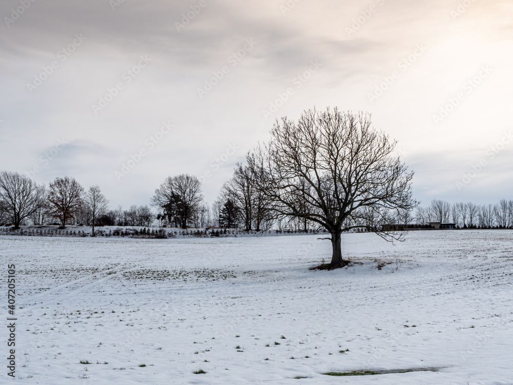 custom made wallpaper toronto digitaleinsamer Baum in einer Winterlandschaft auf dem Feld