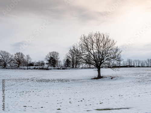 Wallpaper Mural einsamer Baum in einer Winterlandschaft auf dem Feld Torontodigital.ca