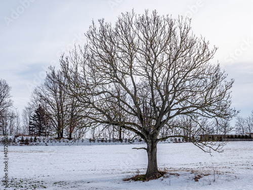 Wallpaper Mural kahler Baum in einer Winterlandschaft Torontodigital.ca