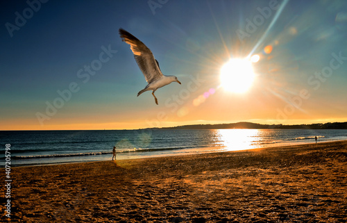 Seagull in the sunriseon the beach photo