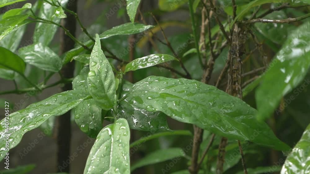 Drops of rain falling on the leaves
Drops of rain falling on the leaves