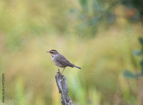 Bluethroat (Luscinia svecica) is a seal that is now placed in the flycatcher family. It is a migratory bird that nests in Europe, Asia and northwestern Alaska.
