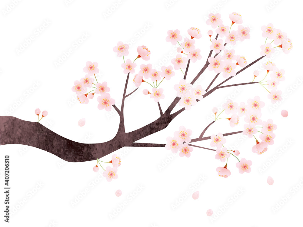 Obraz premium 水彩風 満開の桜のイラスト